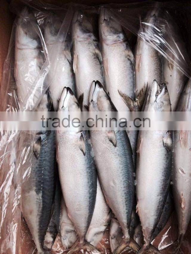 AAA QAULITY Frozen PACIFIC Mackerel