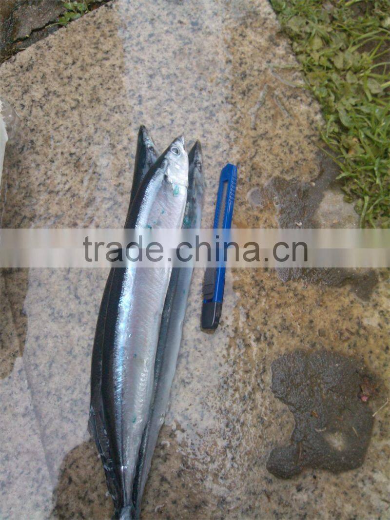 Pacifc saury Cololabis Saira