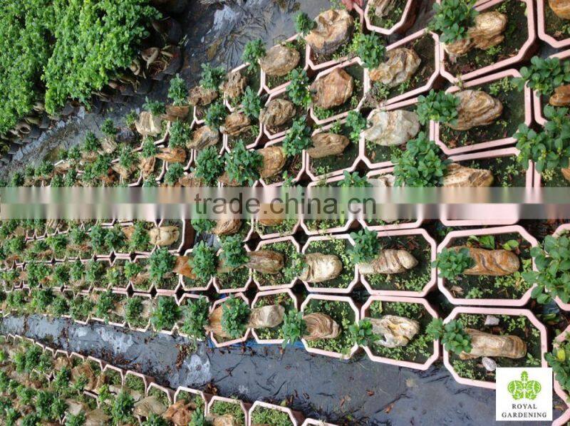 Ficus microcarpa ginseng bosnai
