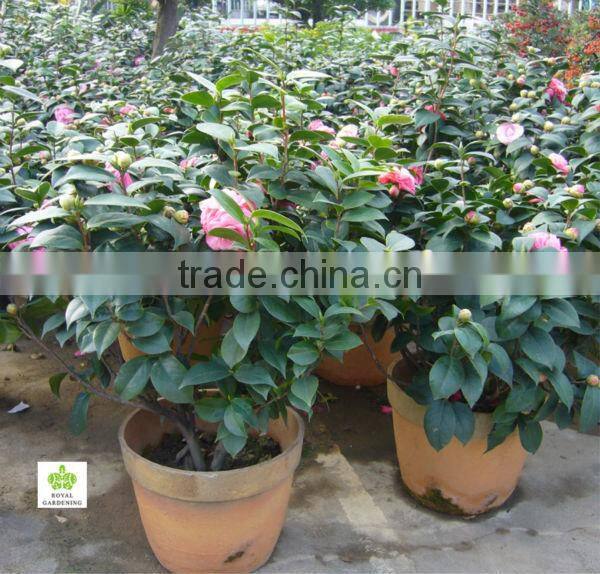 Camellia japonica Tree Plant
