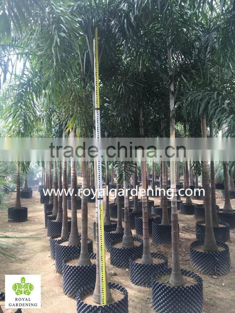 Wodyetia bifurcata ( Foxtail palm ) palm tree high 3-6m