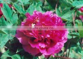 Tree Peony Plant Root