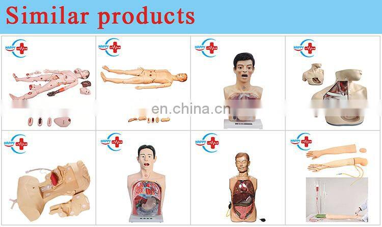 HC-S206 Advanced Medical Teaching Skeleton model/Human Science Plastic Life-Size Colorful Skull model