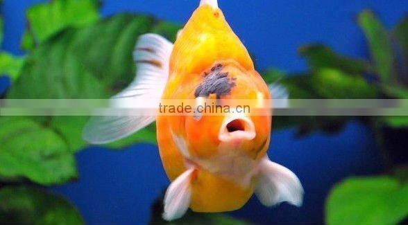 bio filter media us filter water