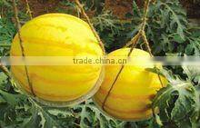 Golden Princess Planting seedless watermelon seed