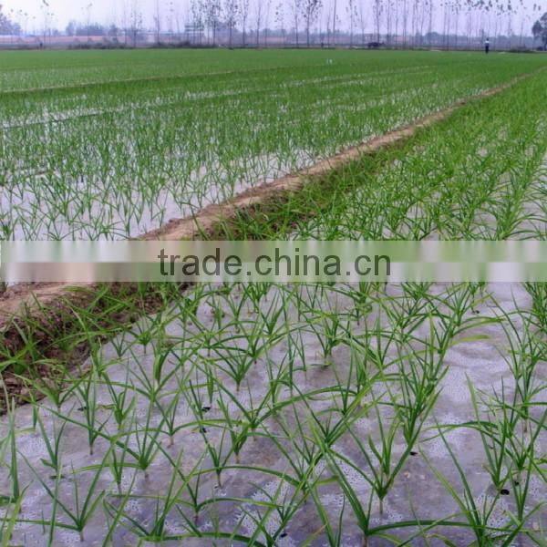 hot sale 2015 normal white garlic