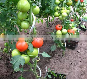 New design wire stick plant support