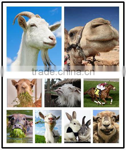 hydropolics fodder machine/barley fodder/corn fodder machine