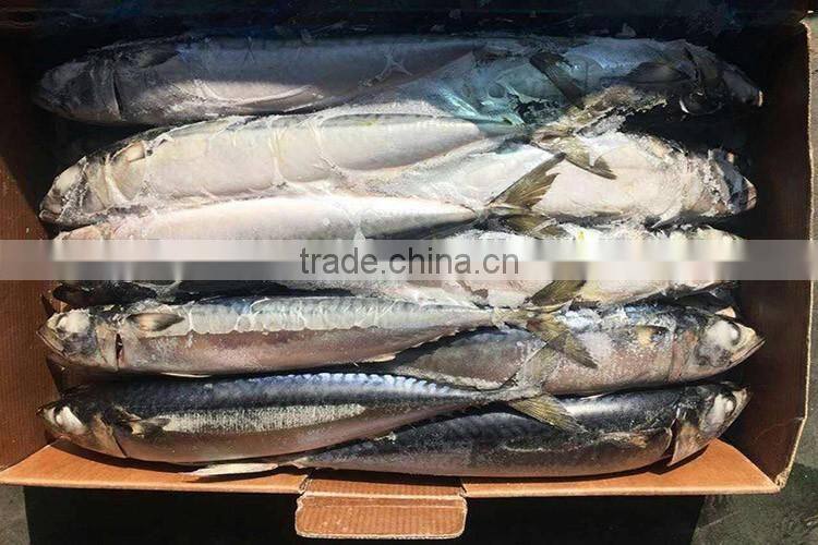 New arrived BQF pacific mackerel 300/500g