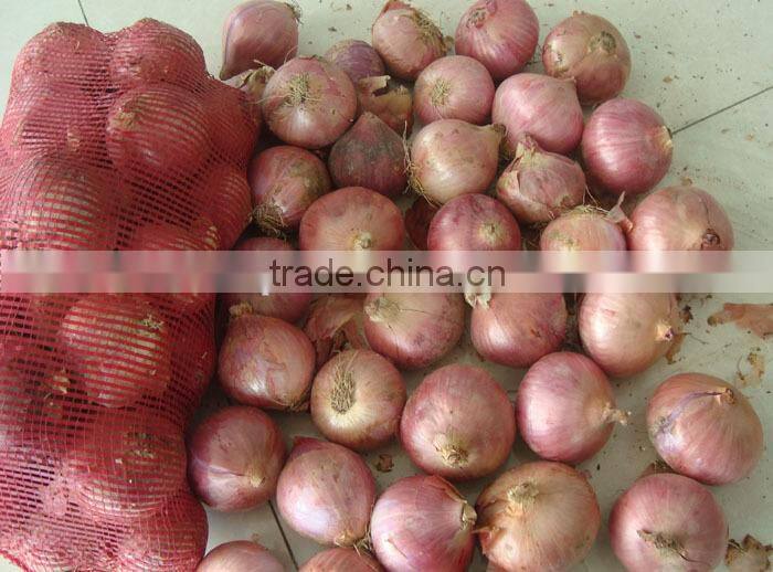 China new crop fresh onion