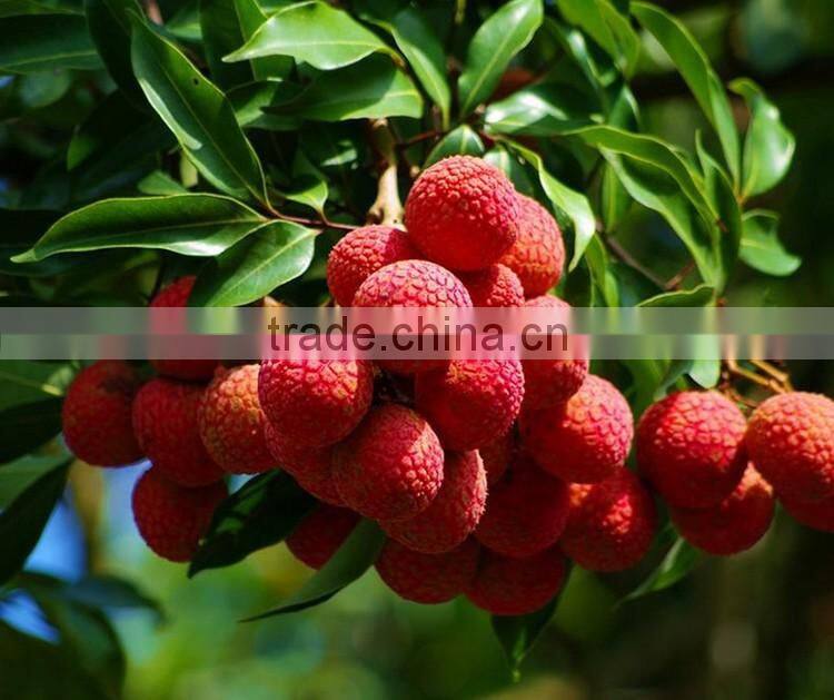 litchi tree seedling