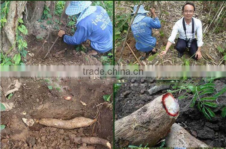 Thailand Herbal Butea Superba for male enchancement sex medicine