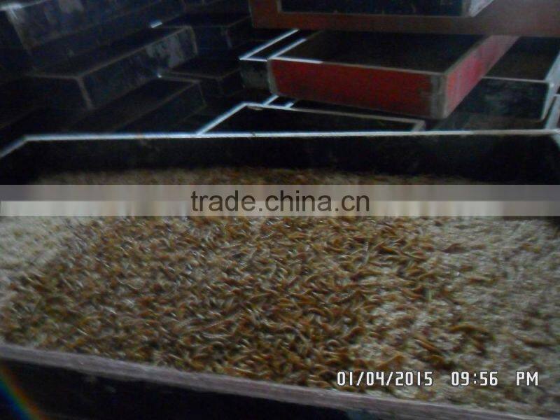 Dried mealworms for Bird with high protein
