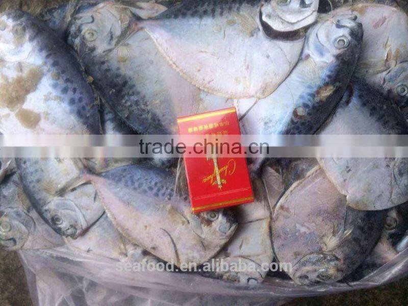 frozen moonfish100-150 /pc whole round Mene Maculata seafood