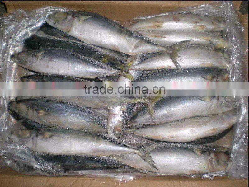 Frozen seafood seaction