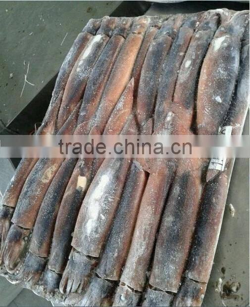 Frozen illex squid for bait