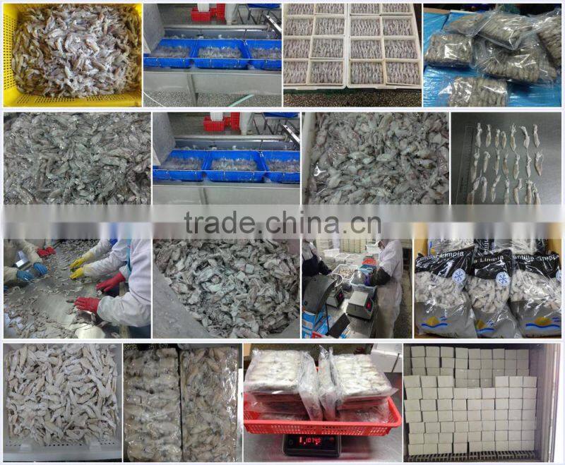 frozen baby loligo squid