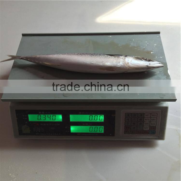 300-500 frozen mackerel fish seafood tuna bait mackerel fish