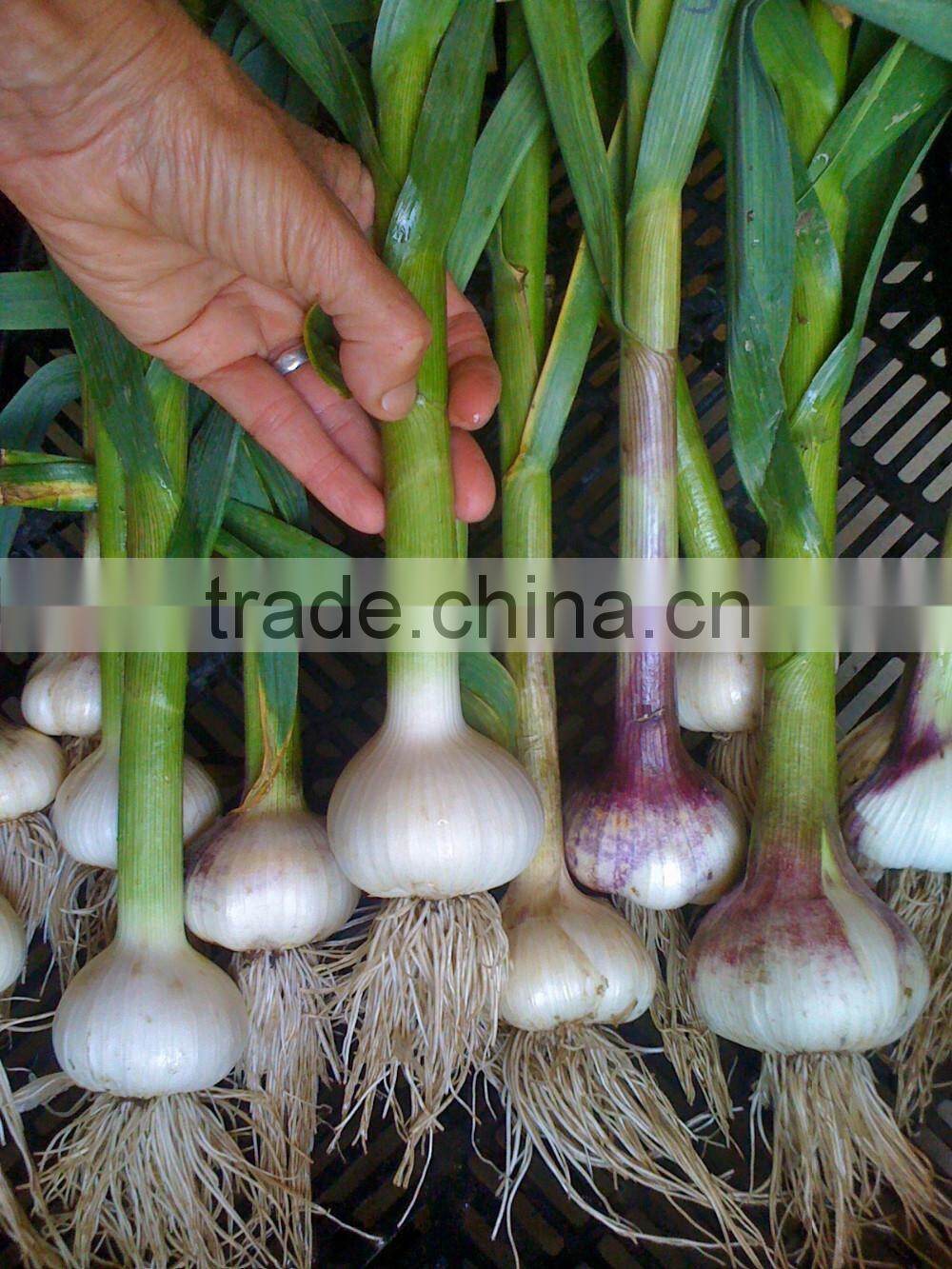 The Best Vegetable Product from China Fresh Garlic