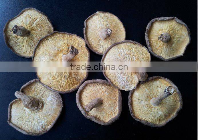 xiangxin mushroom