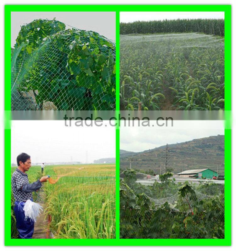 supply grape used knitted plastic anti bird net with low price