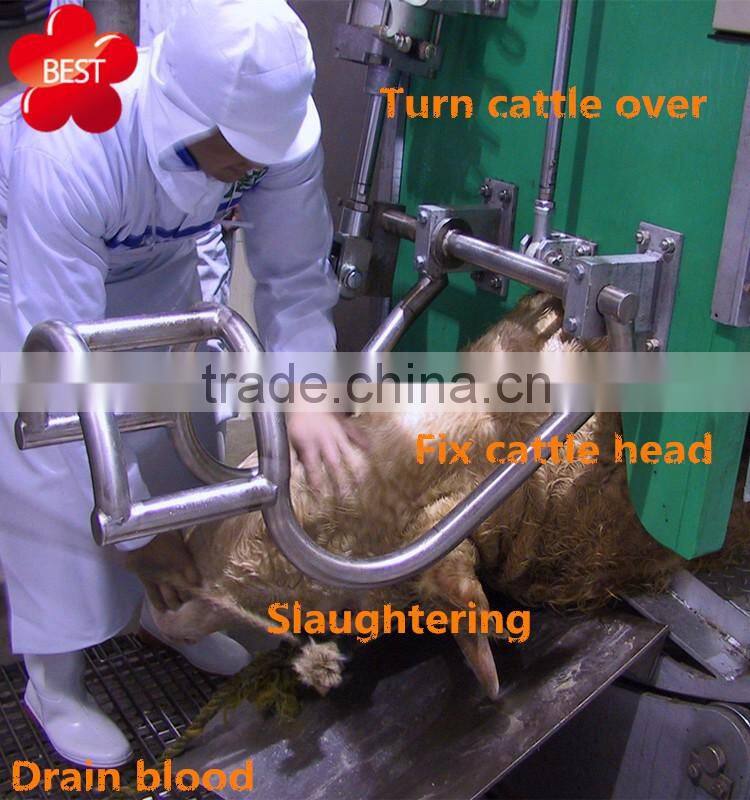 Livestock cattle killbox for jewish slaughter as cow killing machine