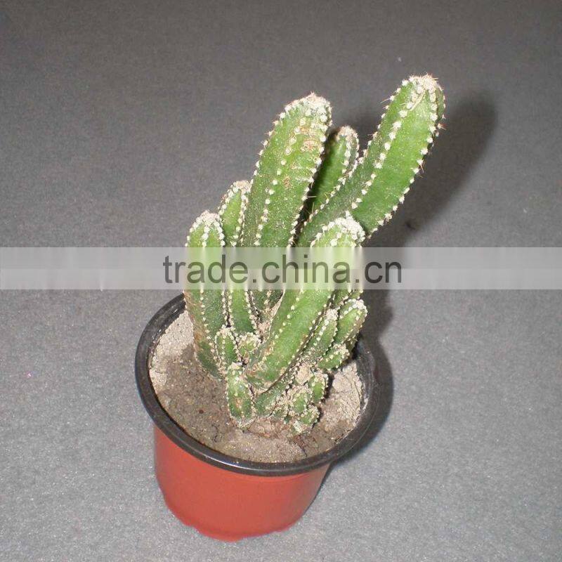 cereus fairy castle 5.5cm mini cactus succulent indoor plants bonsai nursery echinocactus grusonii cereus cacti opuntia dillenii