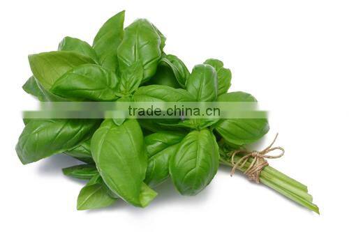 100% Natural & Pure Basil Oil / India's No. 1 Basil Oil / Basil Essential Oil