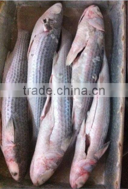 frozen fish mullet
