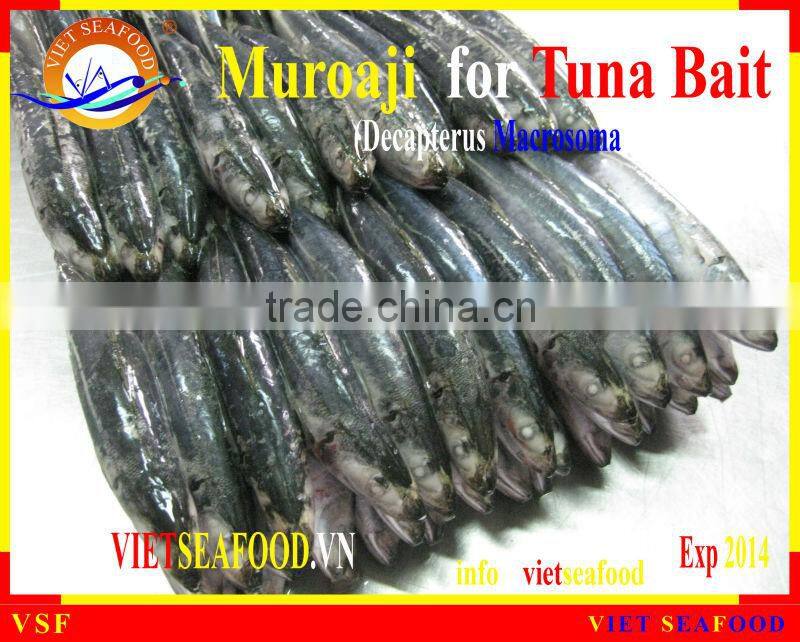 FROZEN MUROAJI FOR TUNA BAIT