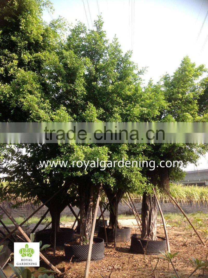 FIcus Microcarpa Ficus Nitida