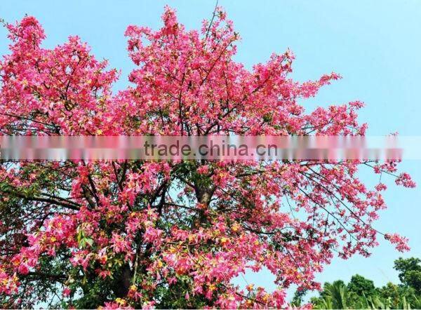 Chorisia speciosa landscaping tree
