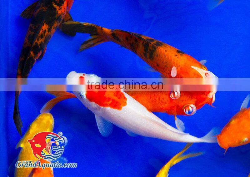 Koi fish bleeding farm and export from Thailand