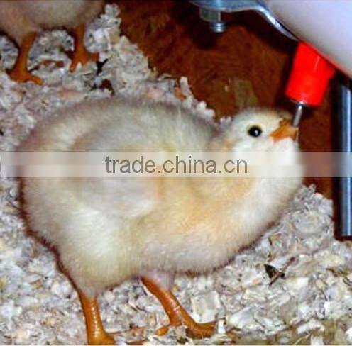 The chicken with a water fountain Chicken water fountain Large chicken with a water fountain