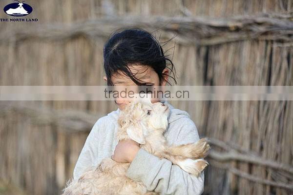 Wool Cashmere Scottish Tartan Scarf WCS14112212