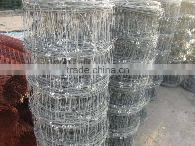 Electric fence for cattle