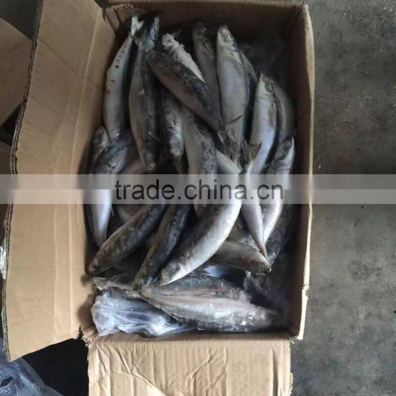 Seafood supplied Whole Japanese scad Decapterus maruadsi