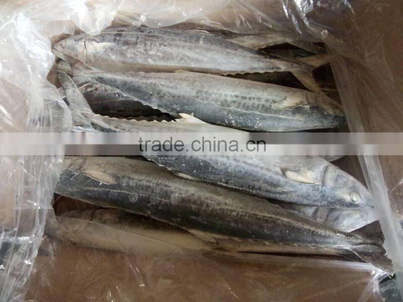 Frozen Atlantic Mackerel Scomber scombrus, Spanish Mackerel
