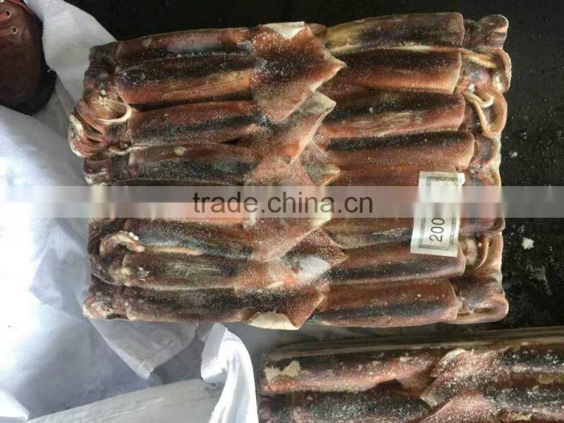 Chinenisis Loligo Squid