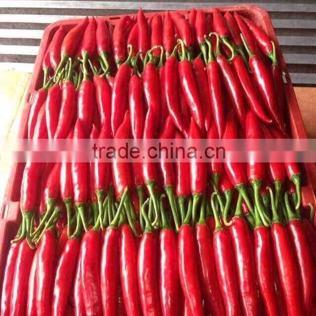 DALAT FRESH RED CHIILI