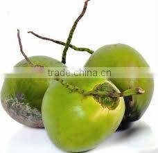 Fresh Indian Coconut in Semi Husked