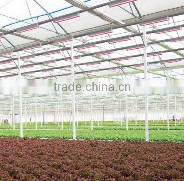 Full spectrum IP65 36W LED grow bar light for tomatoes in holland
