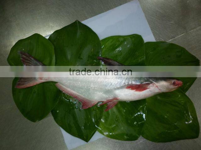 WELL-TRIMMED PANGASIUS FILLET
