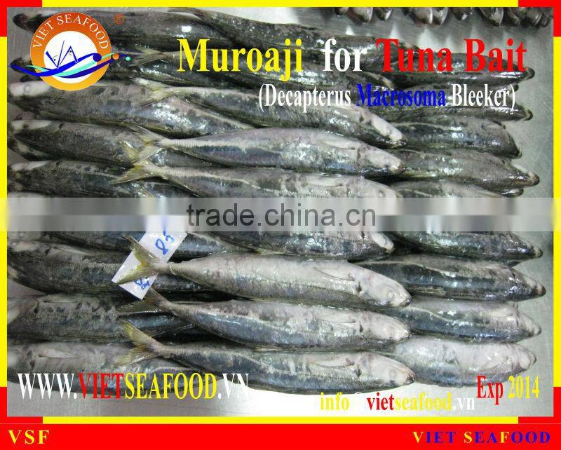 FROZEN MUROAJI FOR TUNA BAIT