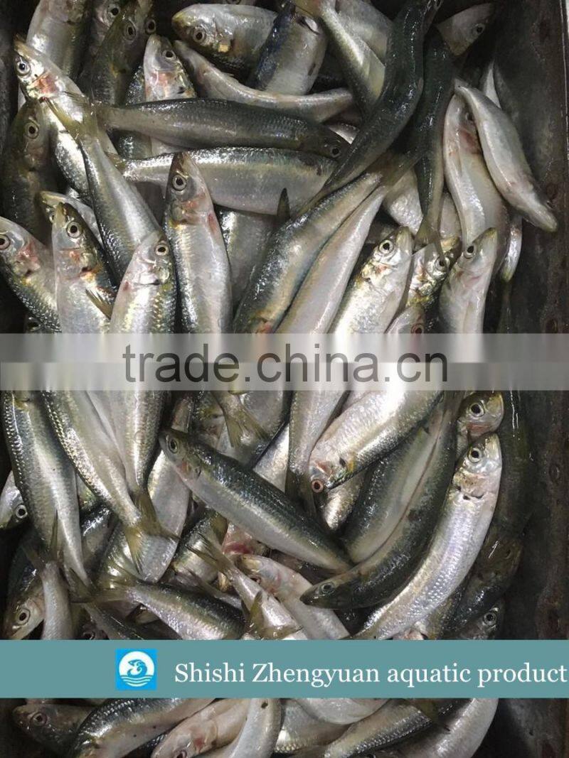 New landing Frozen fresh unprocessed HGT sardine