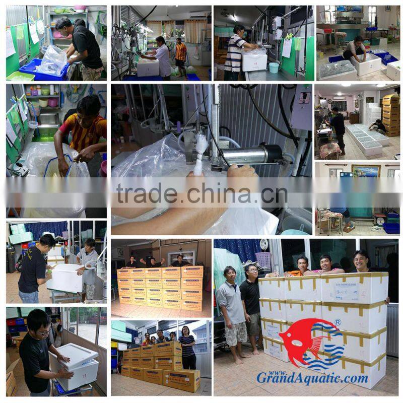 Malawi cichlid fish farm and exporter