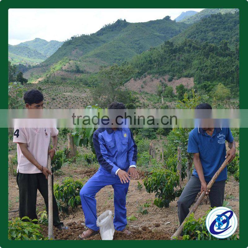 Natural Processed Coffee Green Beans from Laos