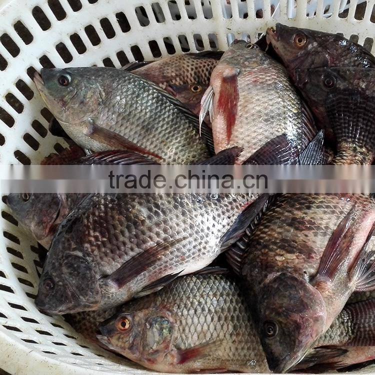 Frozen Tilapia Fish Factory, Black Tilapia Whole Round 100-200g, 200-300g,300-500g,500-800g