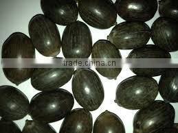 HIGH QUALITY DRIED BLACK LOTUS SEED FOR SALE
