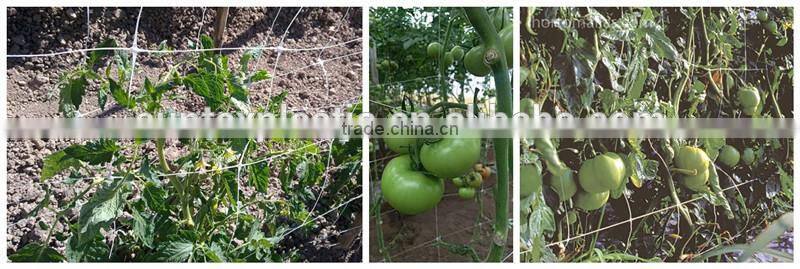 vegetable trellis netting,plants protection net apoio planta net with cheap price